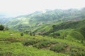 The deforestation for cultivation of agriculture on the mountain