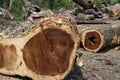 Deforestation, Cutted trees from the forest in Asia.