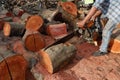 Deforestation, Cutted trees from the forest in Southeast Asia.