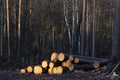 Deforestation, cutting pine forest, wooden logs on the ground in forest. Royalty Free Stock Photo