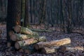 Deforestation, cutting pine forest, wooden logs on the ground in forest. Royalty Free Stock Photo