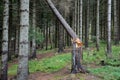 Deforestation due to bark beetle calamity, natural woodpecker protection has failed and mining machines must board harvesters and