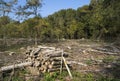 Deforestation environmental damage destruction of forest