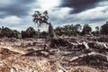 Deforestation environmental damage - tropical rain forest destroyed to construction Royalty Free Stock Photo