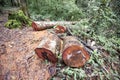 Deforestation environmental problem with chainsaw in action cutting wood - Log saw wooden logs tree in the rain forest nature Royalty Free Stock Photo