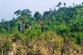 Deforestation environmental problem, rain forests are destroyed for oil palm plantations. Mountains glade trees cut down a forest. Royalty Free Stock Photo