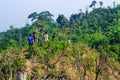 Deforestation environmental problem, rain forests are destroyed for oil palm plantations. Mountains glade trees cut down a forest.