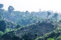 Deforestation environmental problem, rain forests are destroyed for oil palm plantations. Mountains glade trees cut down a forest Royalty Free Stock Photo