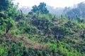 Deforestation environmental problem, rain forests are destroyed for oil palm plantations. Mountains glade trees cut down a forest Royalty Free Stock Photo