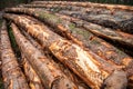 Deforestation environmental problem. Stack of cut wood. Agriculture and forestry theme. Wood material logging. Tree log in the Royalty Free Stock Photo
