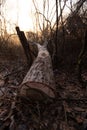 Deforestation for firewood for heating. Blackout. Preparation of brushwood for the winter, furnace firebox Royalty Free Stock Photo