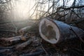 Deforestation for firewood for heating. Blackout. Preparation of brushwood for the winter, furnace firebox Royalty Free Stock Photo