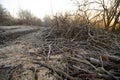 Deforestation for firewood for heating. Blackout. Preparation of brushwood for the winter, furnace firebox Royalty Free Stock Photo