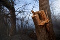 Deforestation for firewood for heating. Blackout. Preparation of brushwood for the winter, furnace firebox Royalty Free Stock Photo