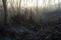 Deforestation for firewood for heating. Blackout. Preparation of brushwood for the winter, furnace firebox Royalty Free Stock Photo