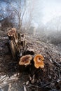 Deforestation for firewood for heating. Blackout. Preparation of brushwood for the winter, furnace firebox Royalty Free Stock Photo