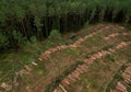 Deforestation forest and Illegal logging. Cutting trees. Ã¢â¬â¹Stacks of cut wood. Wood logs, timber logging, industrial destruction