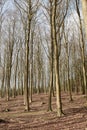 Deforestation of forest trees to clear way for building and infrastructure or to export timber and wood production Royalty Free Stock Photo