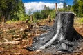 Deforestation forest trunk Royalty Free Stock Photo