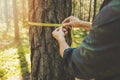 Deforestation and forest valuation - man measuring the circumference of a tree with a ruler tape