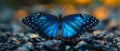 Deforestation harms animals like the bright blue tropical morpho butterfly. Concept Deforestation,