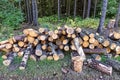 Deforestation. Harvested wooden logs stacked in pile in the forest. Pile of firewood Royalty Free Stock Photo