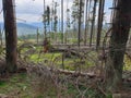 Deforestation leftovers in secular forest, Romania