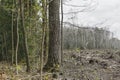 Deforestation, lifeless part of the forest ecology