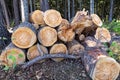 Deforestation. Logs sawn into pieces and prepared for winter. Pile of firewood