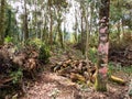 Deforestation. Overexploitation of wood.