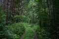 Deforestation, pine forest. Forest Road. Logs, fallen trees. Alley glades in the forest. Deciduous forests consist of trees Royalty Free Stock Photo