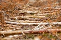 Deforestation. Road made of fallen young trees. Forest background, illegal logging