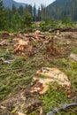 Deforestation in Romania