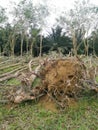 Deforestation of the rubber estate Royalty Free Stock Photo