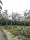 Deforestation of the rubber estate Royalty Free Stock Photo