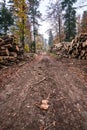 Deforestation in rural areas. Timber harvesting in forest Royalty Free Stock Photo