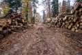 Deforestation in rural areas. Timber harvesting in forest Royalty Free Stock Photo