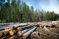 Deforestation in rural areas. Timber harvesting. Royalty Free Stock Photo