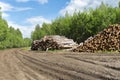 Deforestation. Sawn logs lie in the forest on a cut down road Royalty Free Stock Photo