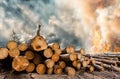 Deforestation scene where a squirrel watching helplessly on its habitat being destroyed