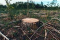 Deforestation site, vast landscape of former forest with tree stumps and branches after cutting down trees