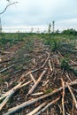 Deforestation site, vast landscape of former forest with tree stumps and branches after cutting down trees