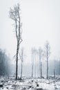 Deforestation in snowy winter forest Royalty Free Stock Photo