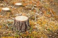 Deforestation. Stump from a cut down tree. Environmental problems concept