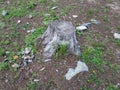 deforestation or Stump of tree after cutting the cedar tree in kalam Swat Royalty Free Stock Photo