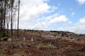 Deforestation in Tasmania, Australia Royalty Free Stock Photo