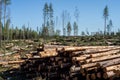 Deforestation with timber and branches on the ground Royalty Free Stock Photo