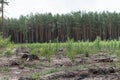 Deforestation. Timber Stack on clearcutting area. Clearcut area in the forest Royalty Free Stock Photo