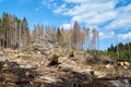 Deforestation to combat the bark beetle near Schierke Royalty Free Stock Photo