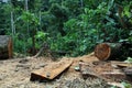 Deforestation: tree cut down and jungle or tropical forest in the background Royalty Free Stock Photo